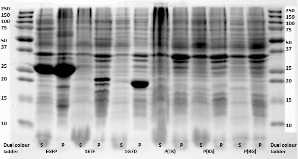 TU-Eindhoven Images SDSexpressionallproteins.jpg