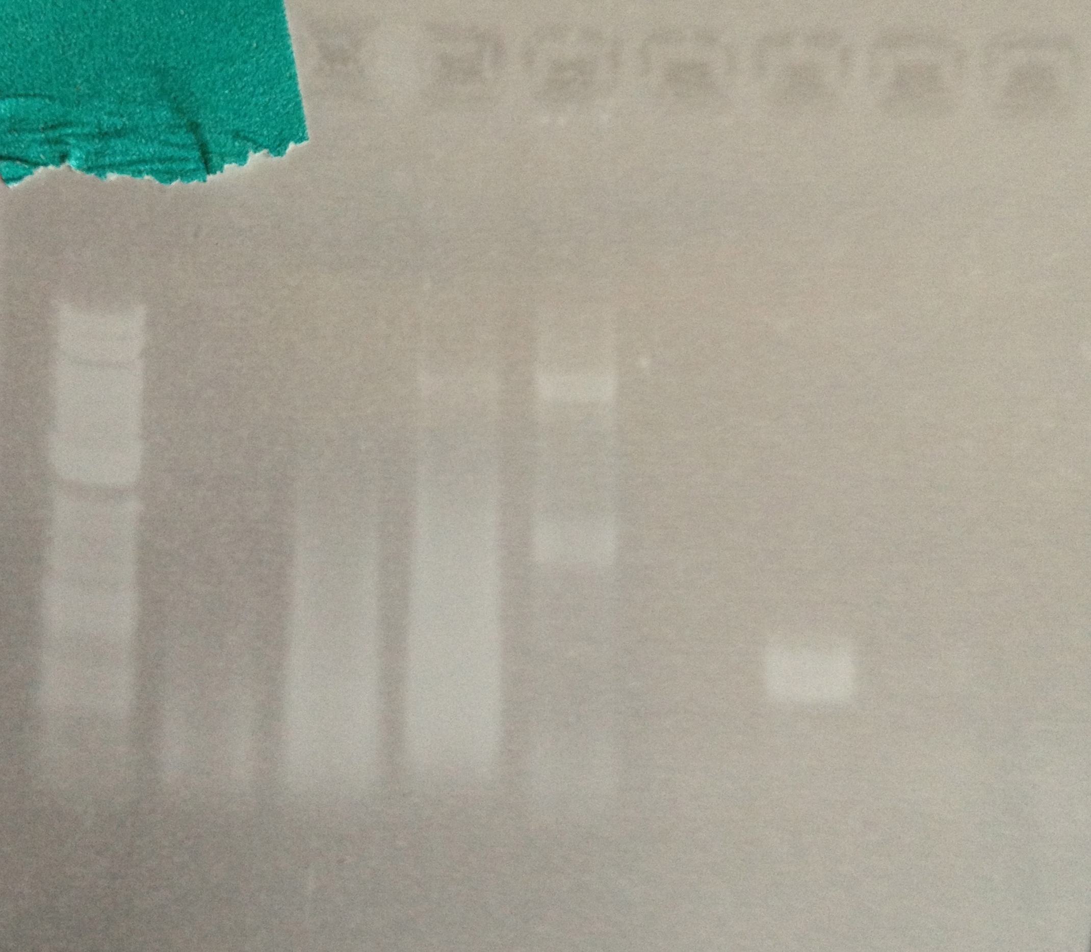 DUKE 5-28-13.PCR gRNA-Z4EVp Att5.jpg