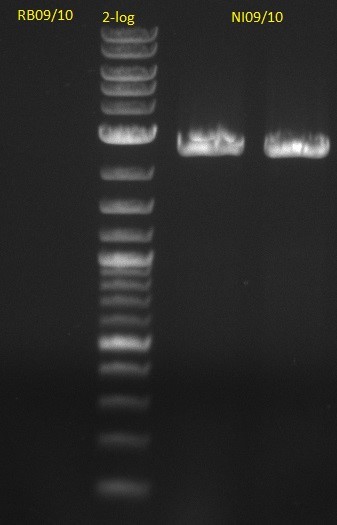 PCR for amplification of pSB1C3: lane 3 & 4, lane 1=marker, rest=see   Indigoidine Streptomyces, run at 135 V, 0.8 % gel (TAE); wanted amplicon size is: bpsA: ~3.8 kbp