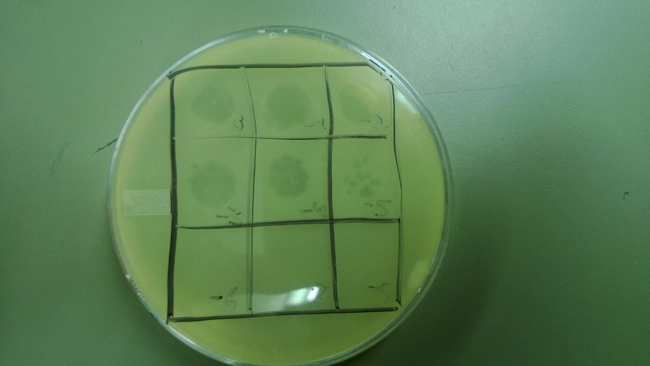 A phage plaques were found down to -5.