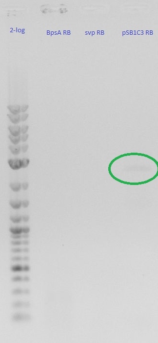 gel with 17 ul PCR product, 3 ul 6x buffer, 6 ul 2-log