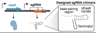 Figure4. The structure of sgRNA.png