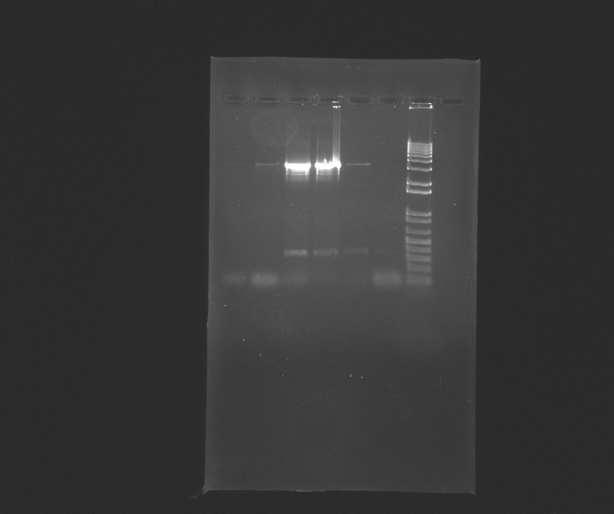 2013-07-08 AMO colony PCR.jpg
