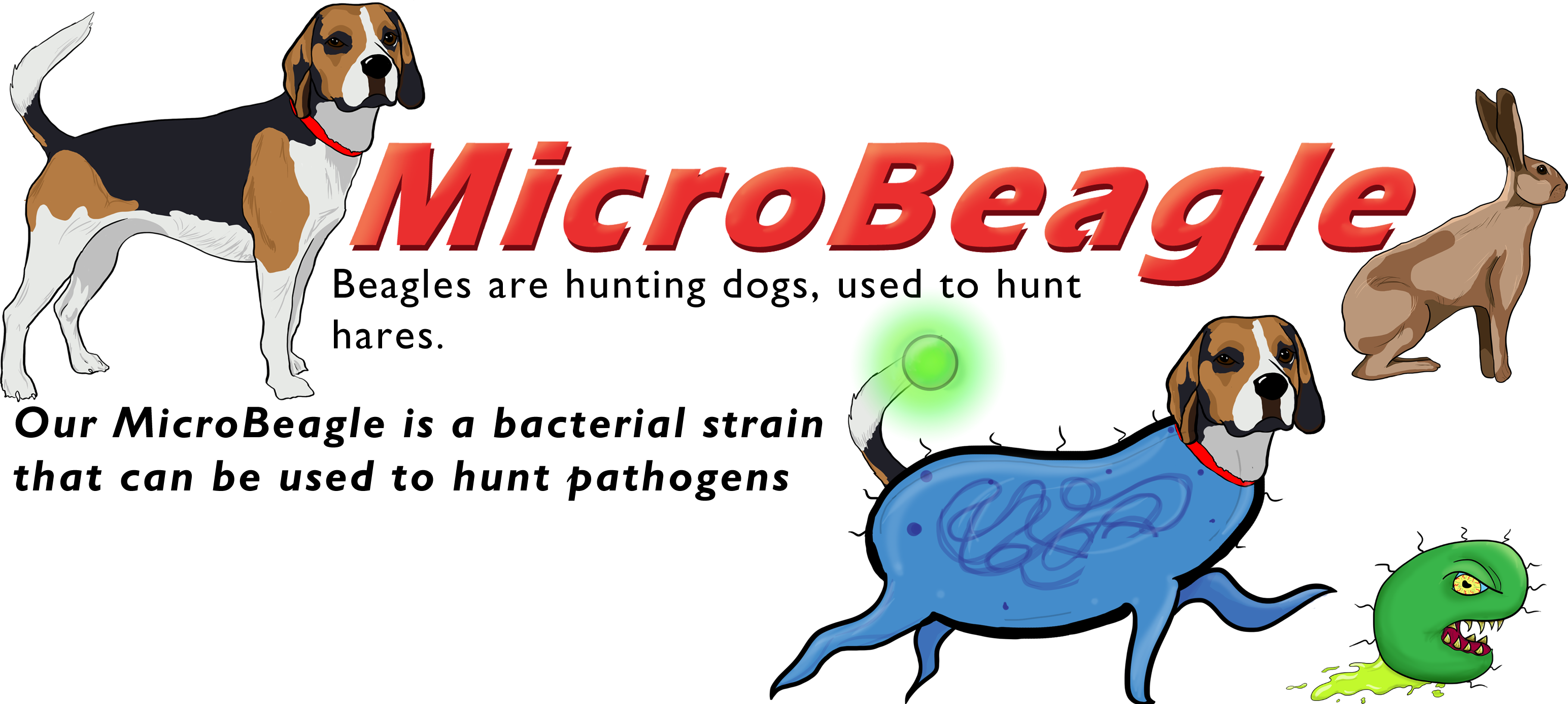 Beagles vs microBeagles