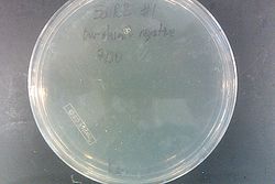 EcNR2 1 Our plasmid negative 7-31 Kan.jpg