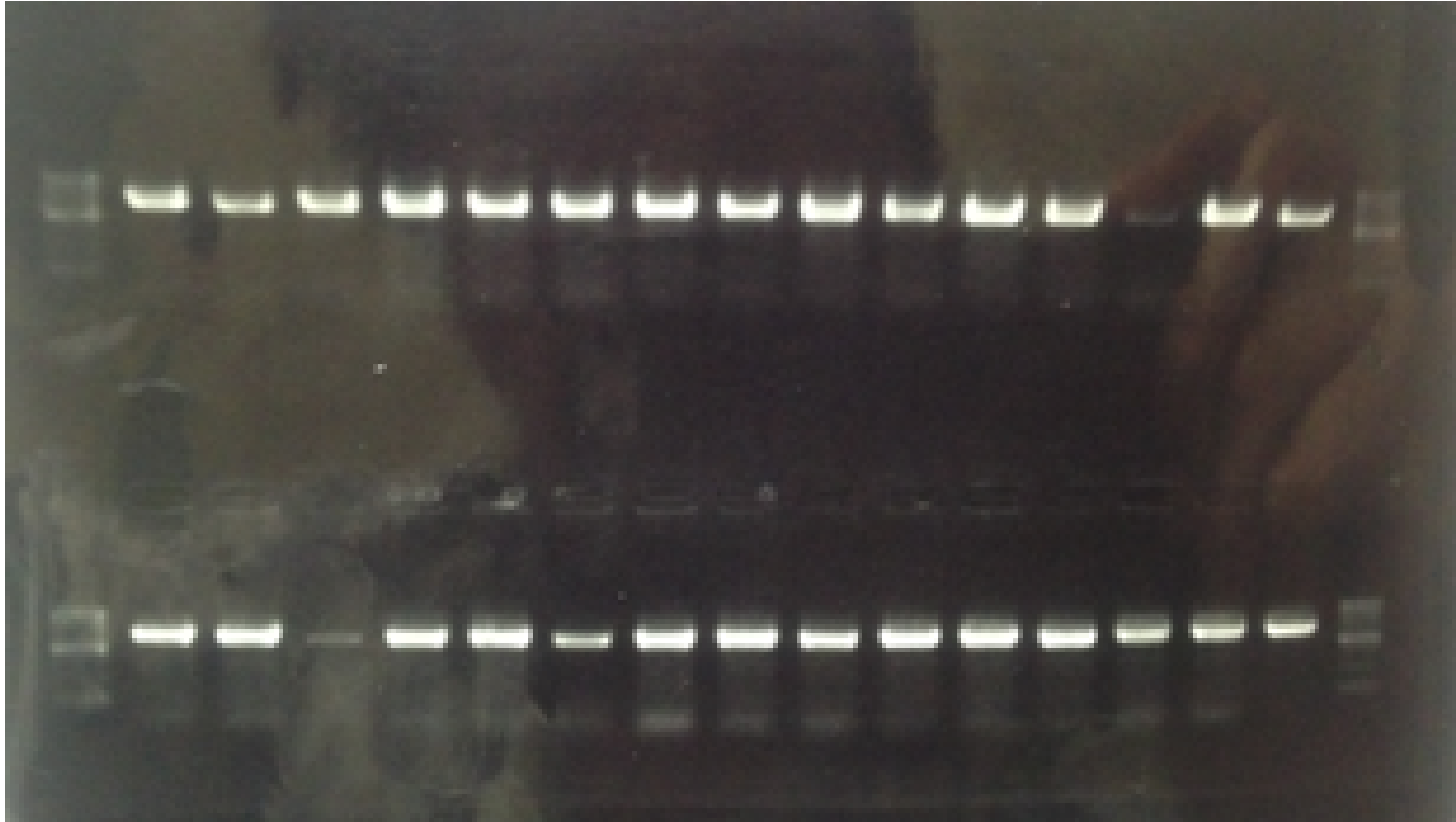 Biwako-Nagahama E.P colony PCR syohei2.png