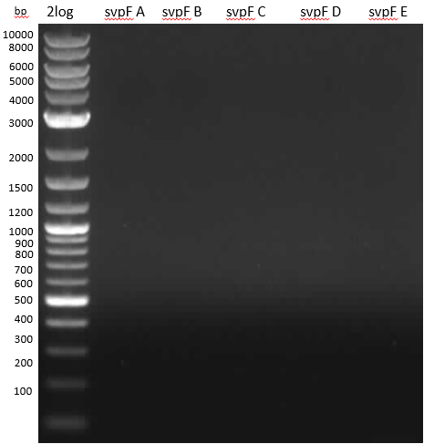PCR with RB-Primers and intron iTaq