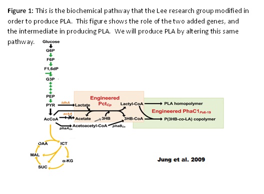 PLA pathway2.jpg