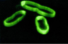 GFP in the periplasm of the E.coli
