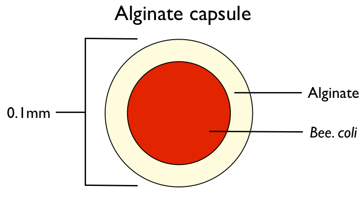 NYMU alginate structure1.png