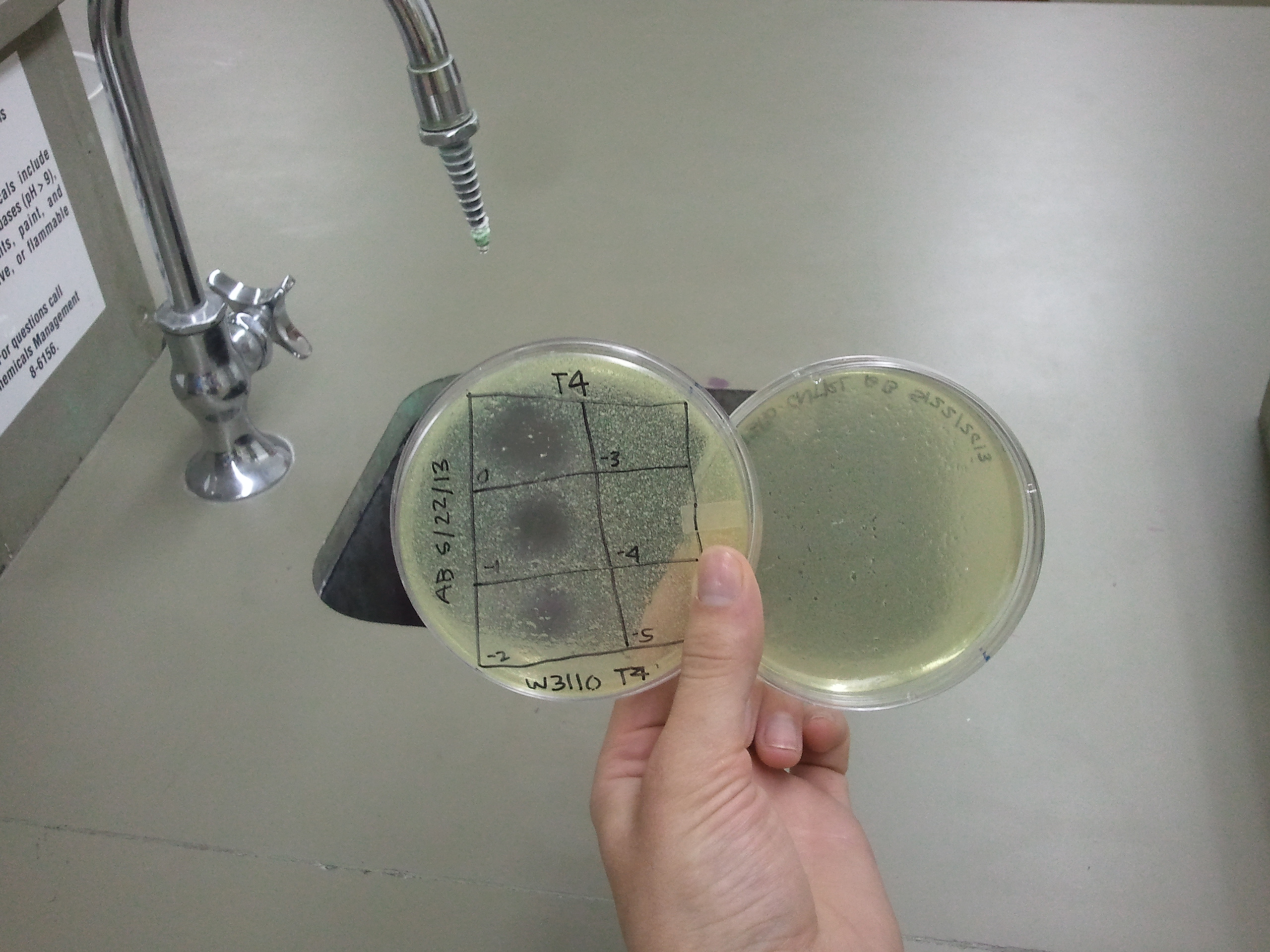 A phage plaques were found but with contamination.