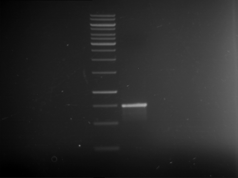 TUM13 20130512 PCR F12.png