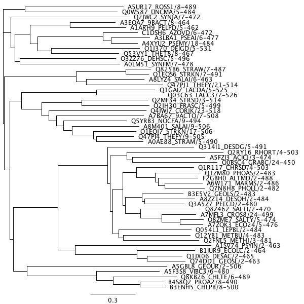 A phylogenetic tree for CasA generated using Geneious and PhyML