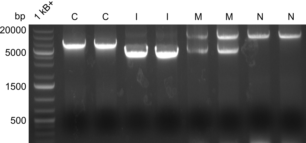 Heidelberg TIFEXT CCIIMMNN PCR 2nd.png