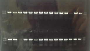 Biwako-Nagahama E.P colony PCR syohei3.png