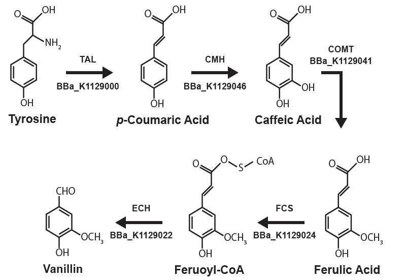 UBC-Vanillin-structure.png