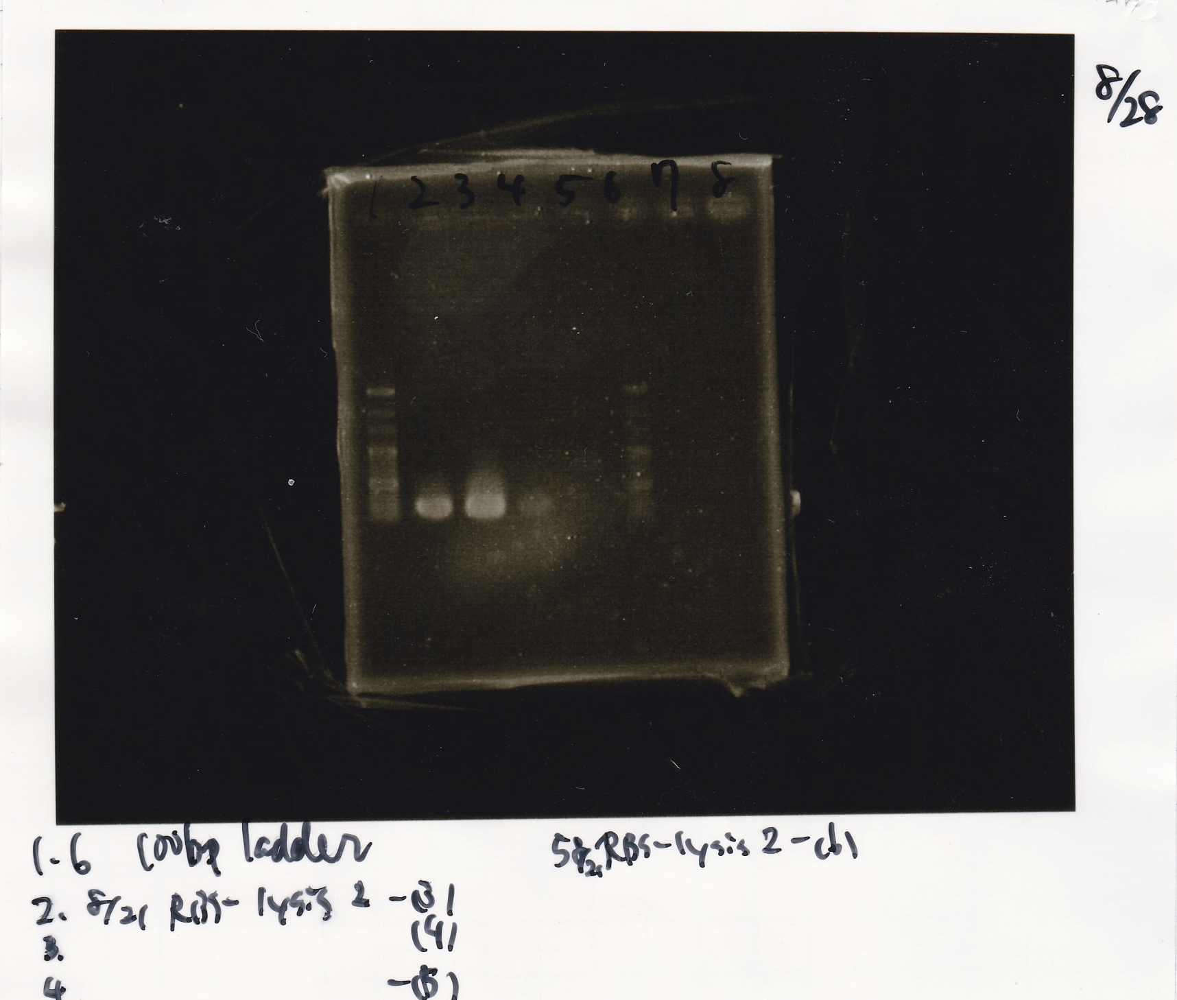 Igku Aug28 Colony PCR(N③pic).jpg