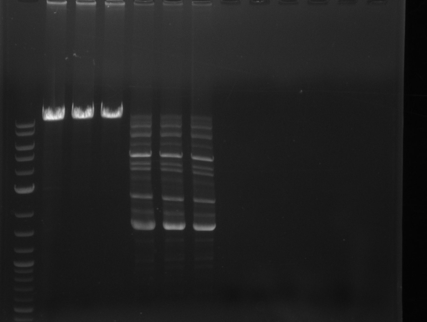 PCR for amplification of pSB1C3: lane 10 & 11: our fusion MM,   lane 12 & 13: Synthesys fusion MM, lane 1: marker, rest=see Del Rest, run at 135 V, 0.8 % gel (TAE); wanted amplicon size is: 2,4 kbp