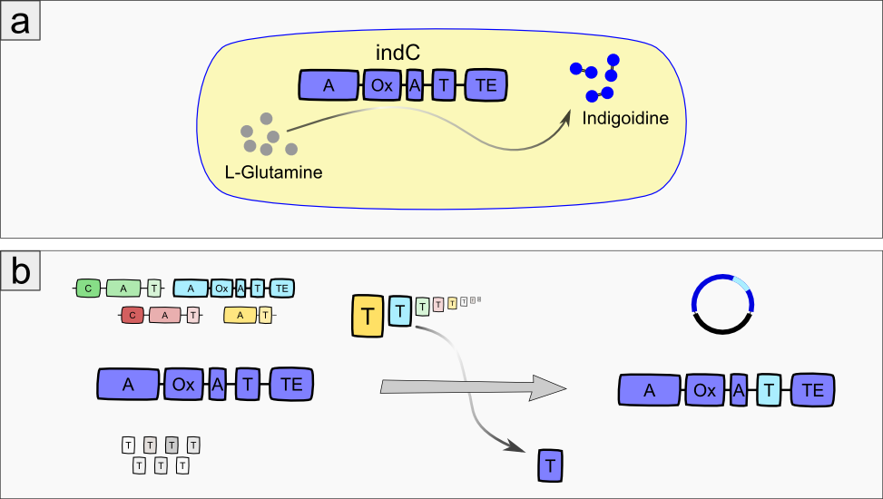 Figure 1: NRPS module and domain structure and activation of T-domains