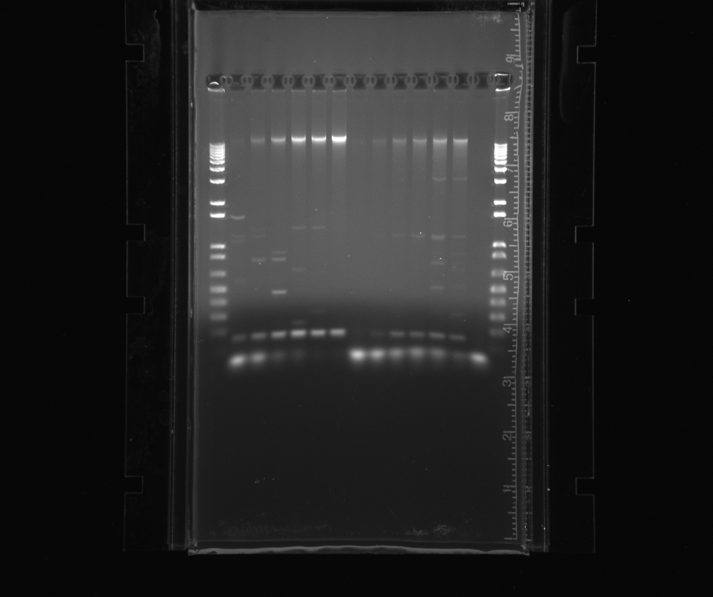 2013 07 30 gel nir genomic dna.jpg