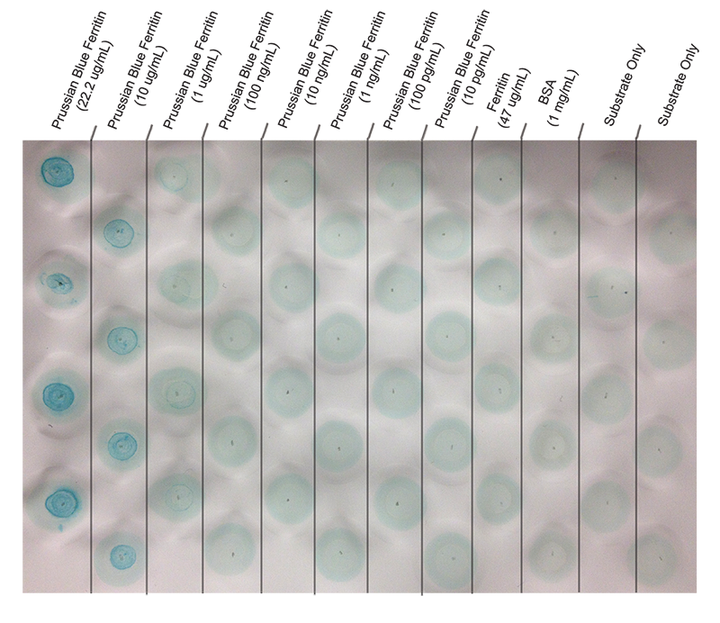 Prussian Blue Ferritin and TMB on Nitrocellulose