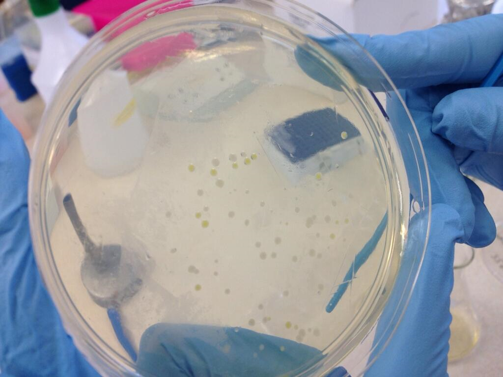 A pellet of Green flourescent bacteria