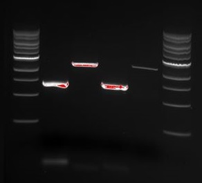 PCR on DT8 and S3.png