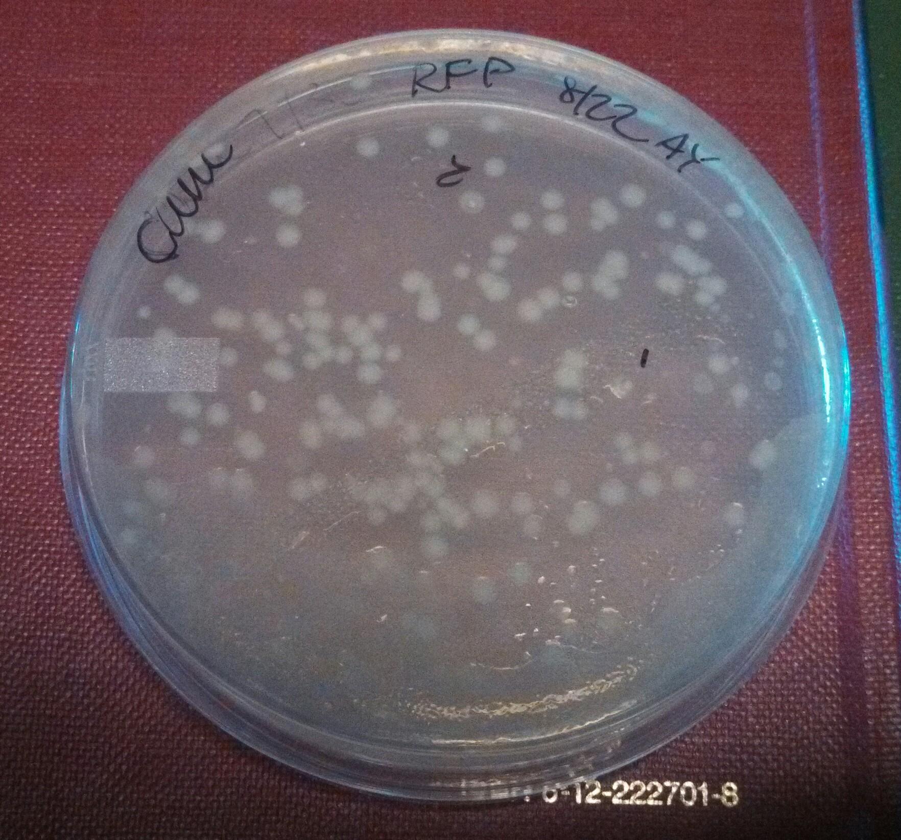 UChi rfp trasnformants e coli 082213.jpg