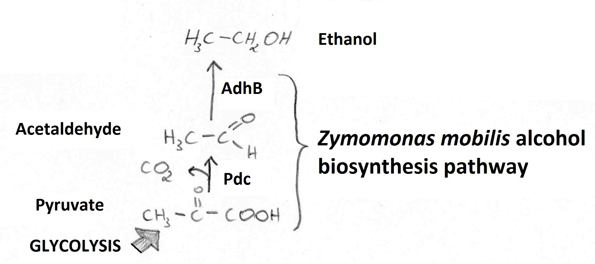 Bioethanol introduction 1.jpg