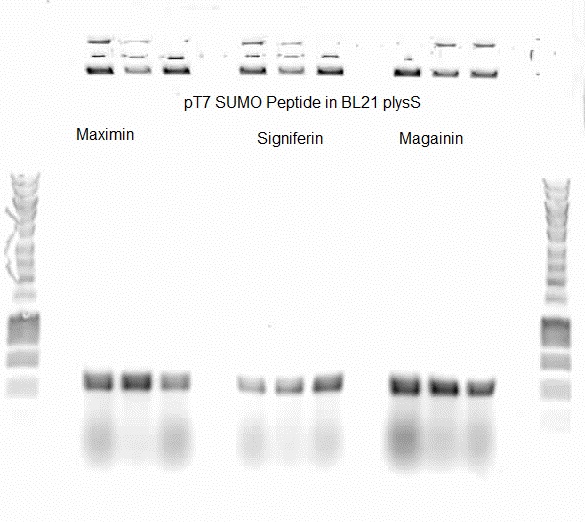 130922 pt7 sumo peptide bl21 plyss.jpg