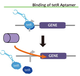 Binding-of-tetR-aptamer.png