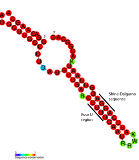Fig 5. The FourU thermometer RNA motif, with the Shine-Dalgarno sequence highlighted.