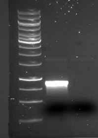 Conf.PCR on ER1.jpg