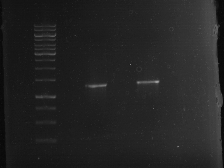 TUM13 20130507 P15 P16 PCR.png