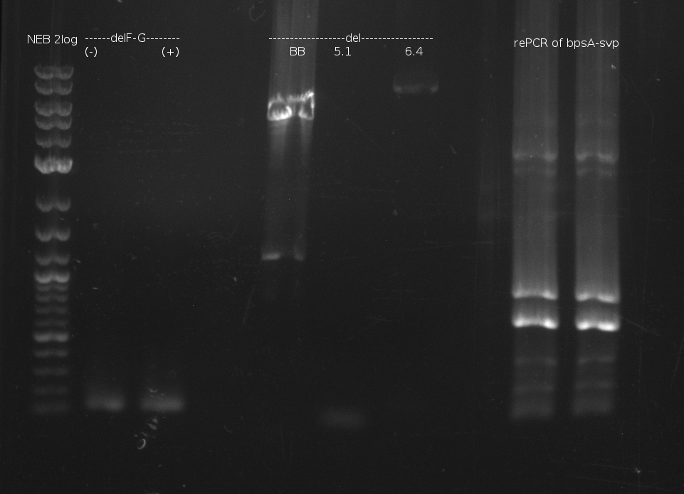 Gel electrophoresis of DelRest relevant fragment, and of rePCR of   bpsA-svp of 03.07. fusion PCR: shows two bands at too small fragment size and additionaly unspecif bands