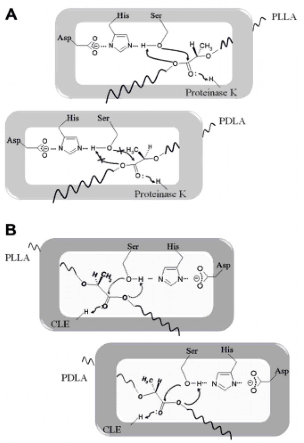 ProteinaseK and CLE, Poly lactic acid (PLA) degradation mechanisms. Adapted from Kawai et. al 2011