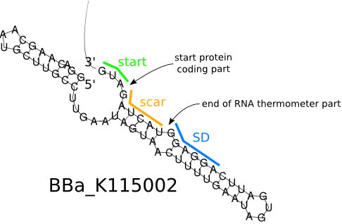 Fig 7. The image shows the secondary structure of [http://parts.igem.org/Part:BBa_K115002 BBa_ K115002] as predicted by RNAfold. Notice that the 3' end that includes the scar and the start codon is folded up and not extended. The blue region is the Shine Dalgarno sequence that serves as the ribosome binding site. The blue nucleotides had to be changed in order to get the desired secondary structure after introducing of the scar.