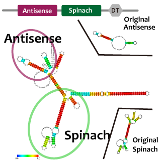 Antisense spinach.png
