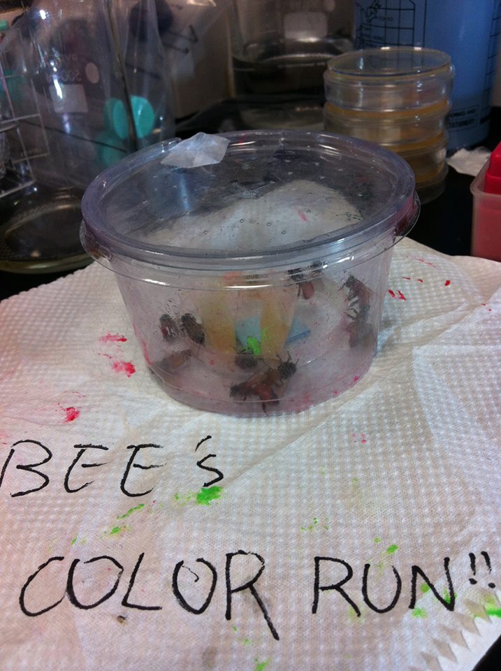  Bee's color run