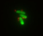 Figure 16: GFP-expressing E.coli are carrying CY5-labeled gelatin nanoparticles! The interaction is provided by the biotinylation of the nanoparticles and the chemical streptavidin-labeling of the cells. Though the cells are dead, this is a preview of the future device.