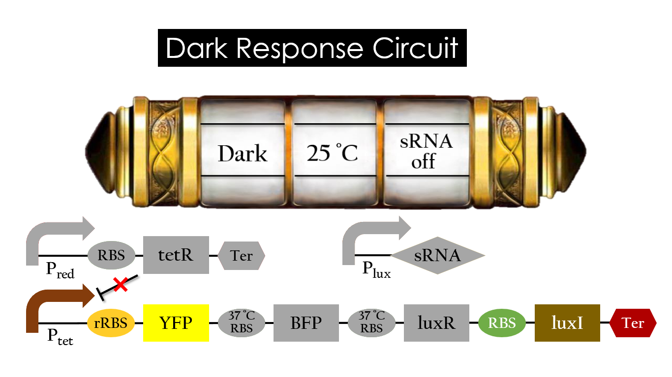Fig 16. YFP expression under the condition of dark and 30°C.