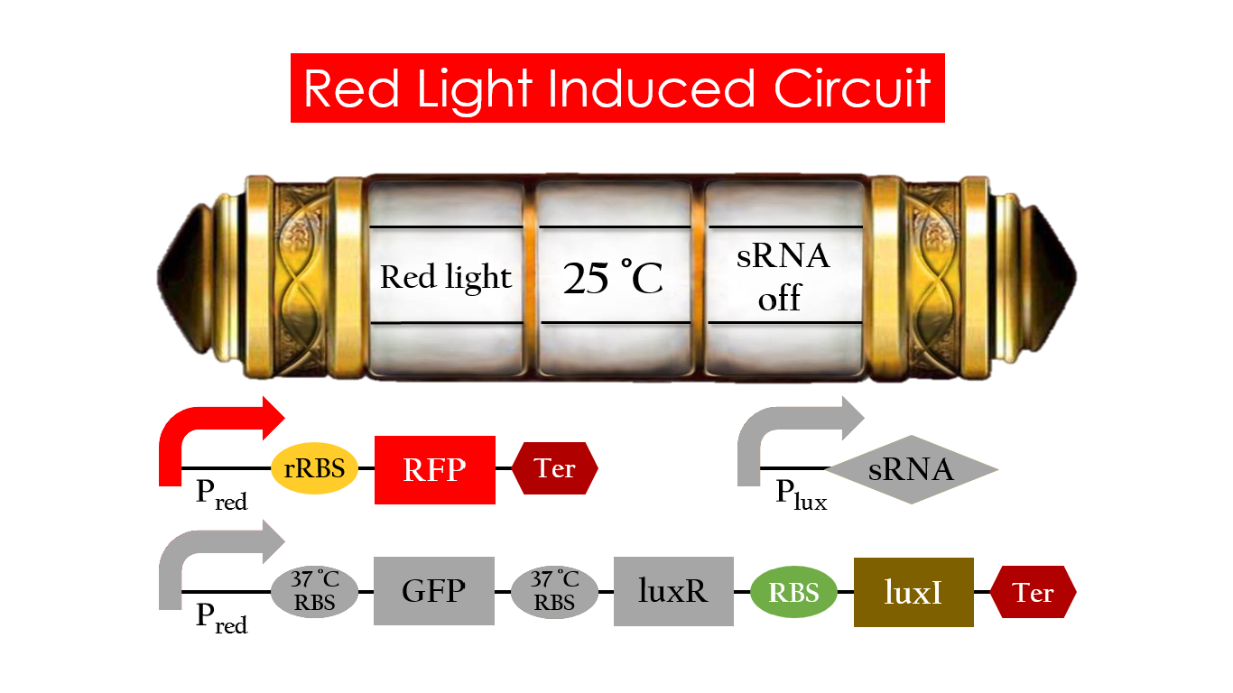 Figure 15. RFP expression under the condition of red light and 30°C.