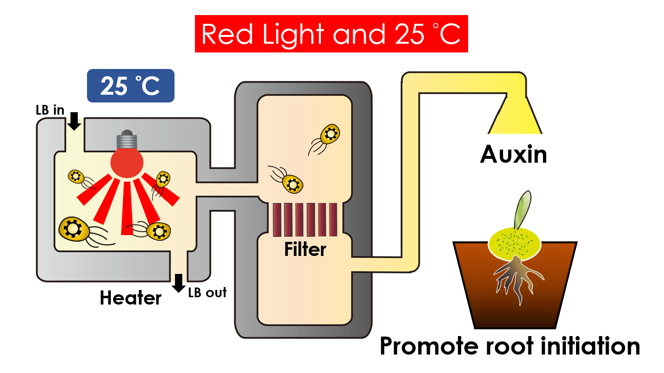 Figure 22.  Auxin production under the condition of red light and 30°C