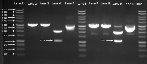 Barecillus august22 cloning HBsu(pSB1C3) with Lanes.jpg
