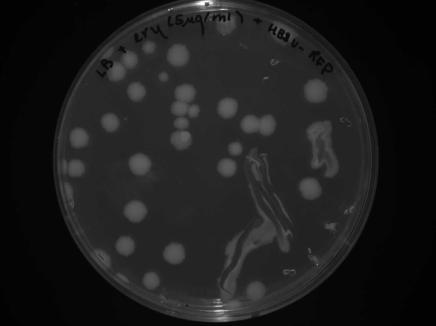 Barecillus LB ery HBsu-RFP 1308.jpg