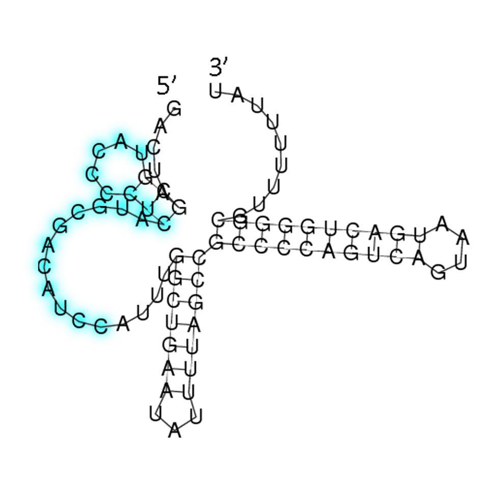 Figure 13.The secondary structure of the sRNA-2 we designed
