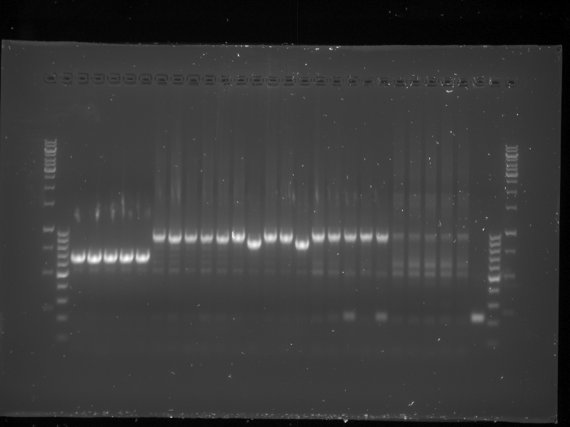 TU-Eindhoven Images PCR Colony Gel pBR322 Construct 1 to 5.png